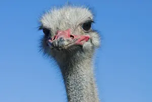 Common Ostrich (Struthio camelus)