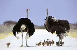 Common Ostrich (Struthio camelus) adult male