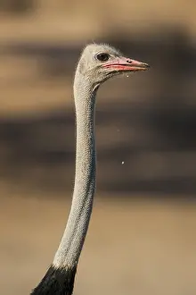 Common ostrich (Struthio camelus) after drinking
