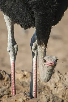Common ostrich (Struthio camelus) with head down