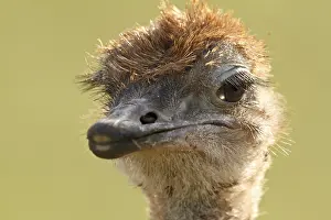 Common Ostrich (Struthio camelus) juvenile