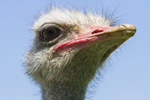 Common ostrich (Struthio camelus) on ostrich farm
