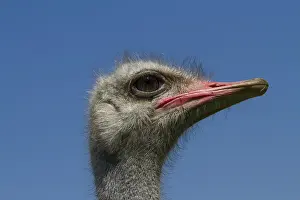 Common ostrich (Struthio camelus) on ostrich farm