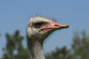 Common ostrich (Struthio camelus) on ostrich farm