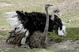 Common ostrich (Struthio camelus), pair, mating