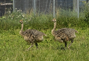 Common ostriches (Struthio camelus) on ostrich farm