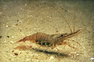 Common Palaemon sp. (palaemon) serratus