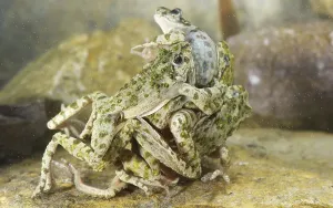 Common Parsley Frog (Pelodytes punctatus)