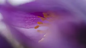 Common pasque flower (Pulsatilla vulgaris)