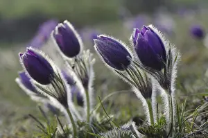 Common pasque flower (Pulsatilla vulgaris)