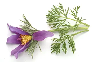 Common pasque flower (Pulsatilla) vulgaris