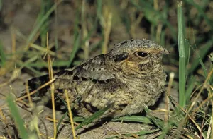 Common Pauraque (Nyctidromus albicollis)