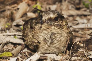 Common Pauraque (Nyctidromus albicollis)