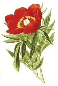 Common peony, also real peony, peasant peony