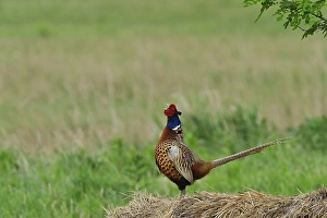 Common Pheasant (Phasianus colchicus)