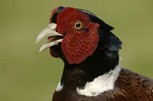 Common Pheasant (Phasianus colchicus)