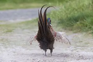 Common pheasant (Phasianus colchicus)