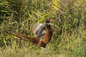 Common Pheasant (Phasianus colchicus)