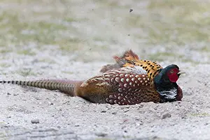 Common pheasant (Phasianus colchicus)