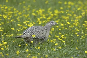 Common Pheasant (Phasianus colchicus)