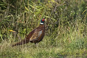 Common Pheasant (Phasianus colchicus)