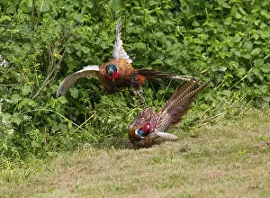 Common pheasant (Phasianus colchicus)