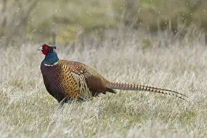Common pheasant (Phasianus colchicus)