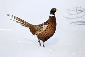 Common pheasant (Phasianus colchicus)