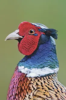 Common pheasant (Phasianus colchicus)