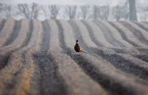 Common pheasant (Phasianus colchicus)