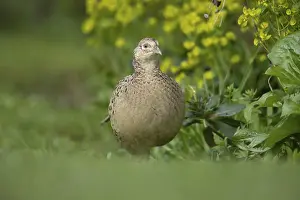 Common pheasant (Phasianus colchicus) adult female bird on a garden grass lawn