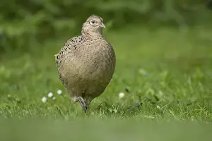 Framed Print : Common pheasant (Phasianus colchicus) adult female game bird in a garden in spring