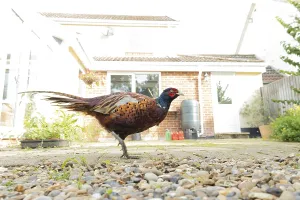 Common pheasant (Phasianus colchicus) adult male bird on a garden patio