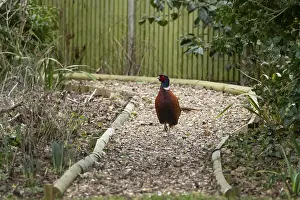 Common pheasant (Phasianus colchicus) adult male game bird walking on a garden shingle path