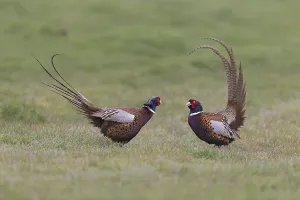 Common pheasant (Phasianus colchicus) two adult males