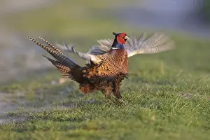 Common Pheasant (Phasianus colchicus) male mating