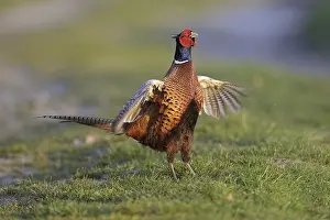 Common Pheasant (Phasianus colchicus) male mating