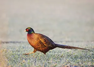Common pheasant Phasianus colchius Ring-necked pheasant in natural habitat