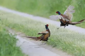 Common Pheasants (Phasianus colchicus), fighting