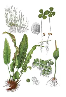 Common pill fern, ball pill fern
