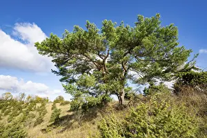 Common pine (Pinus sylvestris)