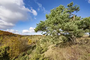 Common pine (Pinus sylvestris)