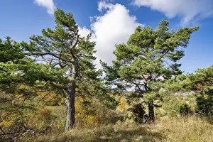 Common pines (Pinus sylvestris)