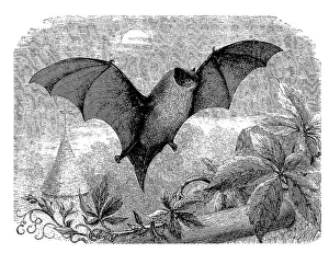 Common pipistrelle (Pipistrellus pipistrellus)