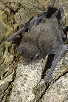 Common pipistrelle (Pipistrellus pipistrellus)