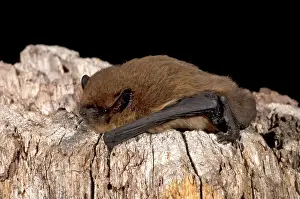 Common Pipistrelle (Pipistrellus pipistrellus)