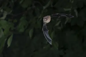 Common pipistrelle (Pipistrellus pipistrellus) hunting insects in front of deciduous forest