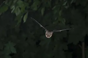 Common pipistrelle (Pipistrellus pipistrellus) hunting insects in front of deciduous forest
