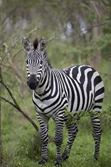 Common plains zebra (Equus quagga) adult