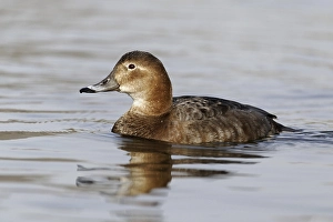 Common Pochard (Aythya ferina)